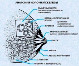 Бугорки Монтгомери размер