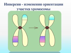 Инверсия хромосомы