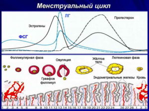 Изменение характера месячных