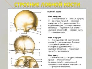 Болит лонная кость