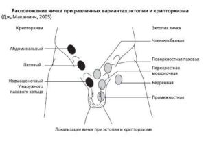 Перемещаются яички в паховую обл.