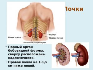 Левая почка меньше правой. Меня врач пугает