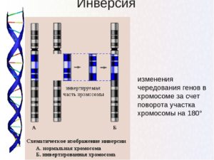 Инверсия хромосомы