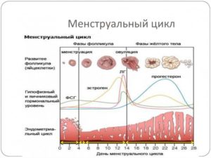 Либидо и овуляция