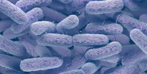 Klebsiella pneumoniae