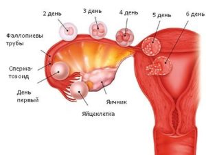 Боль в яичниках на 9 день цикла