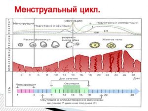 Каждые 15 дней месячные