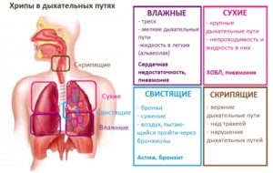 Лёгкие, бронхи, горло, нос чистые, а температура не спадает