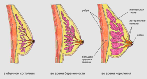Изменение соска женской груди после мужских ласок
