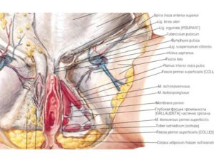 Болит кожа промежности