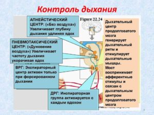 Как перестать контролировать дыхание