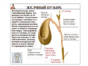 Крючковидная форма желчного пузыря у ребенка