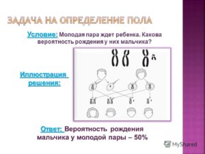 Какая вероятность рождения?