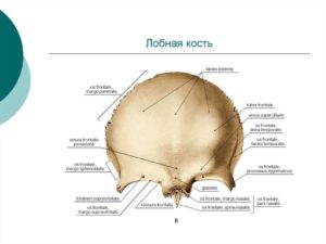 Болит лонная кость