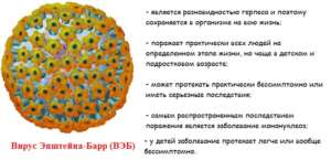 Часто болею, нашли вирус эпштейн-барр, герпес 6 типа