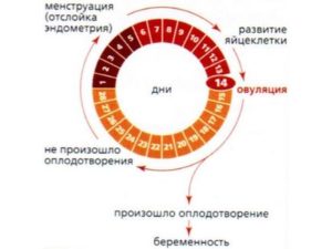 Когда наступает овуляция после задержки?