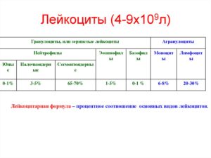 Лейкоциты 9,2