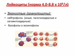 Лейкоциты 4.0