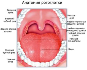 Бугорок на небной дужке