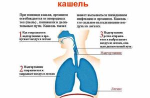 Кашель в течение 6 месяцев