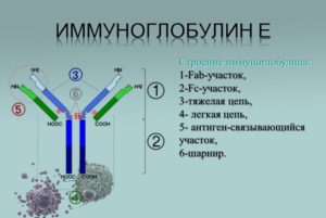 Иммуноглобулин А