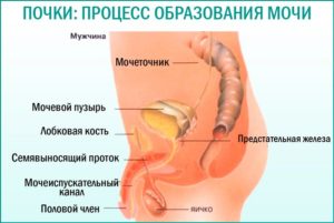 Кровь в моче после операции и простатит