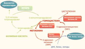 Когда можно сдавать анализ на гомоцистеин