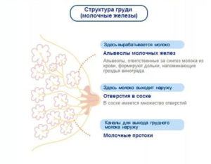 Болезненные ощущения в груди, возможна ли беременность?