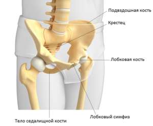 Болит лобковая кость