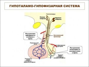 Как похудеть при аденоме гипофиза?