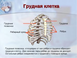 Хруст в центре грудной клетки