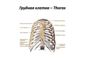 Хруст в центре грудной клетки