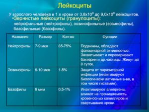 Лейкоциты 8-10