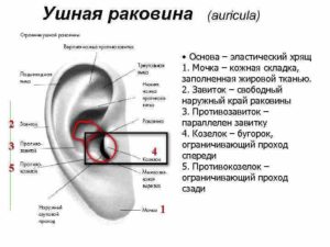 Болит хрящик ушной раковины