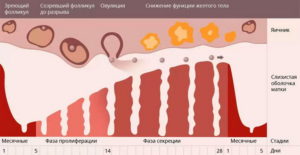 Изменение характера месячных