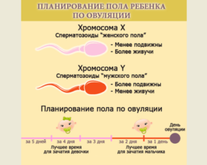 Планирование пола ребёнка