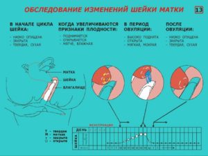 Магнезия и шейка матки при беременности