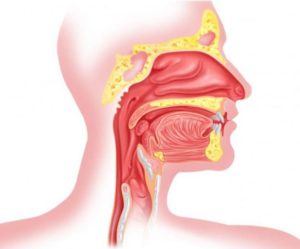 Как вылечить частые гнойные процессы в носоглотке