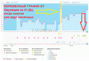 Когда наступает овуляция после задержки?