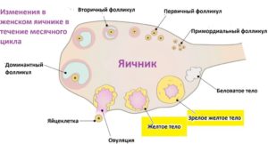 Количество фолликулов в яичнике