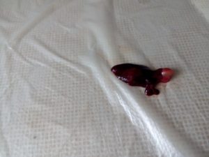 Кровянистые выделения со сгустками после аборта