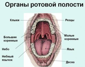 Болит носоглотка и ротовая полость 8 месяцев