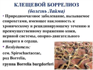 Боррелиоз и лечение