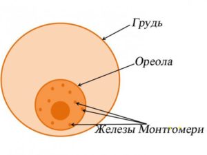 Бугорки Монтгомери размер