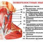 Кашлевая астма. Лечение не помогает